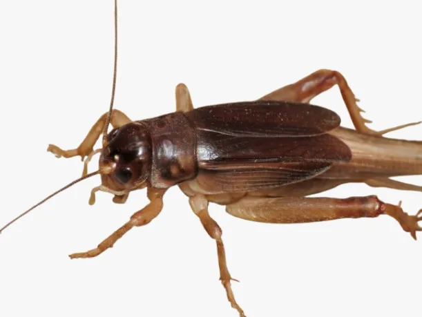 Grillo de la familia Gryllidae visto de lado, de color café oscuro, con las antenas largas hacia adelante.