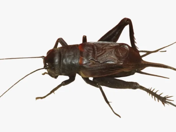 Grillo de la familia Gryllidae de color café oscuro, visto de lado, con las alas plegadas sobre el cuerpo.